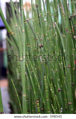 Green Bamboo Screen