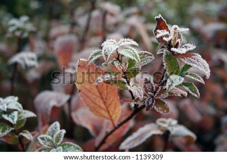 iced leaves