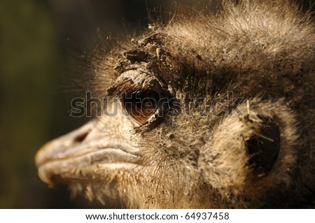 ostrich neck animal bird wildlife