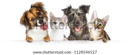 Similar – Image, Stock Photo Portrait of a dog and its owner sitting in front of a water, with pigeons next to them