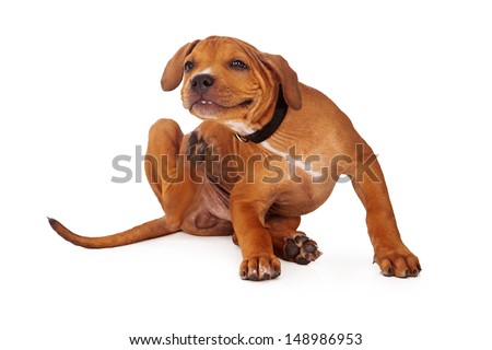 A young Pit Bull puppy scratching an itch. Intentional motion blur to show action.