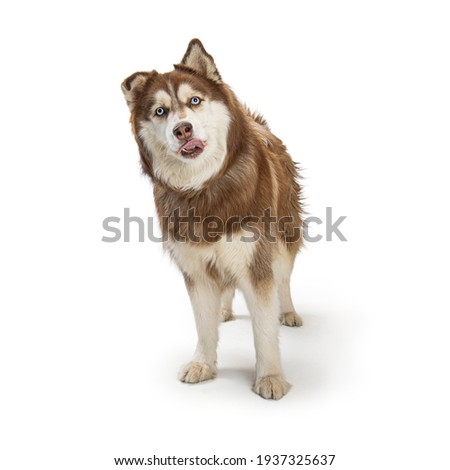 Similar – Image, Stock Photo Malamute dog standing on lake shore against water