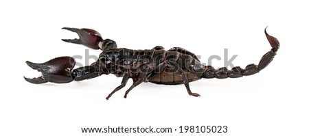 Profile view of a large black Asiatic Forest Scorpion