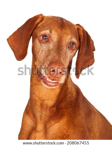 Close-up portrait of an adult Vizsla dog looking down and to the side