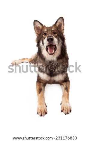 A beautiful large Wolf and German Shepherd mixed breed dog laying and barking