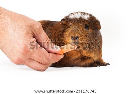 A large Peruvian short hair guinea pig with brown fur eating a carrot from the hand of a man