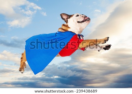 A funny Bulldog dressed as a super hero in a red shirt and blue cape flying through the sky