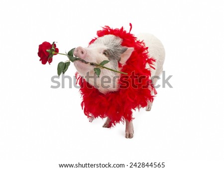 A funny pot-bellied pig wearing a red feather boa while holding a red rose in his mouth