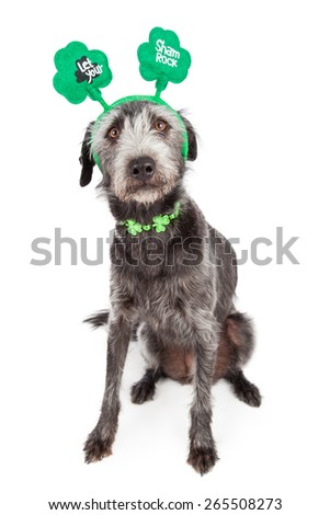 Funny terrier crossbreed dog wearing a St Patrick\'s Day shamrock collar and headband