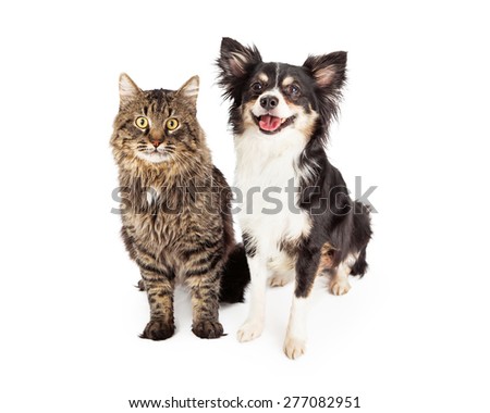 A cute domestic medium hair tabby cat sitting next to a happy longhair Chihuahua mixed breed dog.