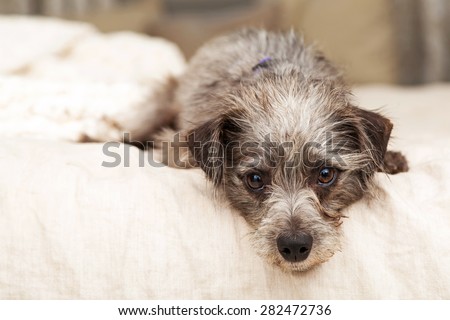 Cute little mixed terrier breed dog laying on a bed with his head hanging over the side.