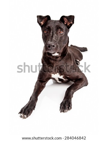 A pretty black mixed large breed dog with a healthy and shiny black coat laying down on a white background