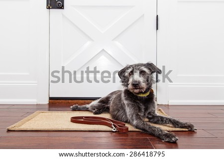 A mixed breed adult dog laying down in front of a front door in a home while patiently waiting to go for a walk