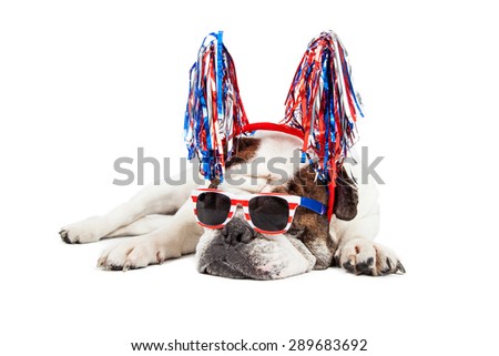Funny photo of a Bulldog breed dog wearing red, white and blue sunglasses and pom-pom headband