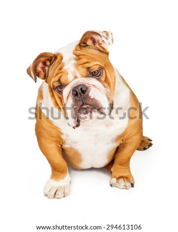 A curious loking English Bulldog sitting with a tilted head looking down. Place your product on the floor.