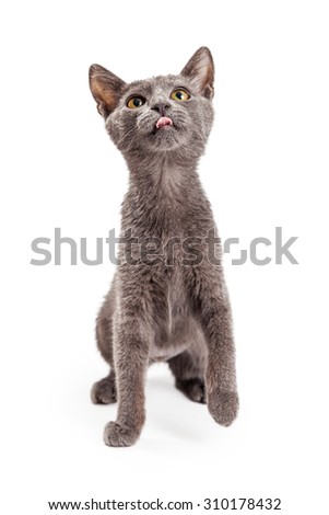 Cute and playful four month old grey color kitten looking up with tongue sticking out