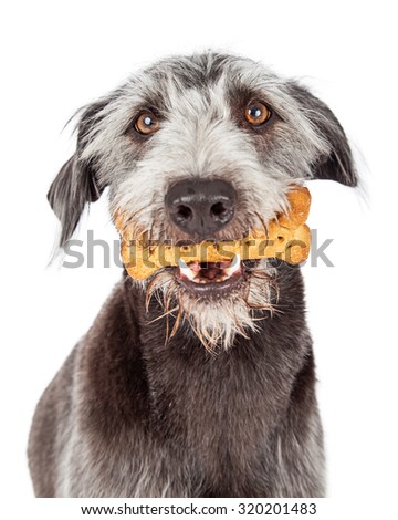 Large terrier mixed breed dog holding a bone shaped biscuit in his mouth