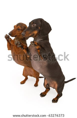 Two Small Dachshund Dogs Standing On Their Hind Legs Dancing Or Begging ...