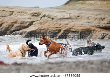 A group of dogs of different breeds playing in the ocean