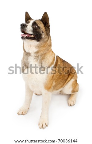 A large Akita dog sitting down and isolated on white