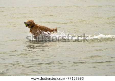 A Golden Retriever Dog bringing a tennis ball bag to his owner after fetching it from the ocean