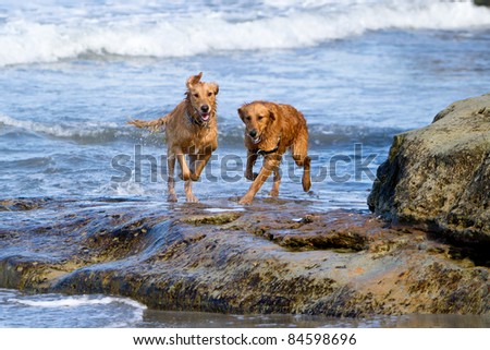 Two large Golden Retriever dogs running on the beach over some large rocks