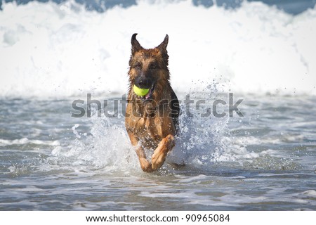 German Shepherd Dog running in the ocean with a yellow tennis ball in his mouth