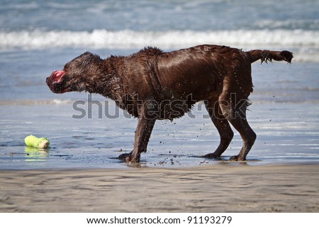 A chocolate color Labrador Retriever dog playing on the beach and shaking off excess water from his fur