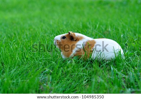 Guinea pig in the green grass