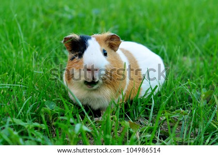 Guinea pig eating grass