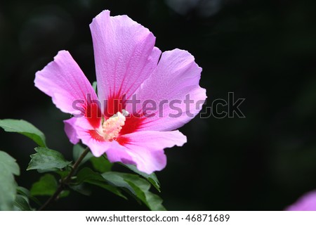 The Rose of Sharon is regarded as the national flower of Korea.