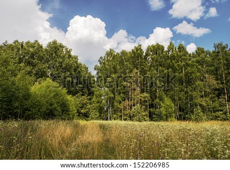 Birch forest on a sunny summer afternoon