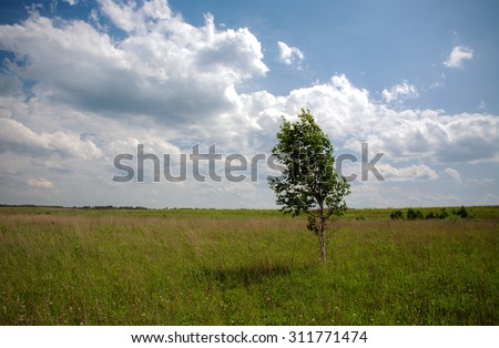 Lonely tree. The lonely young birch standing in the field in the windy afternoon
