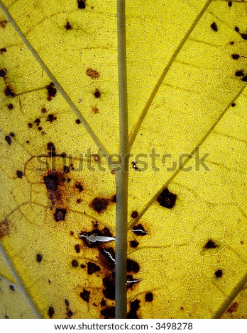 Yellow leaf detail with light from the back