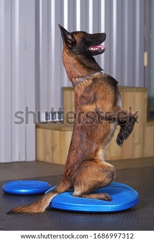 Similar – Image, Stock Photo sits, fits, wobbles and has air