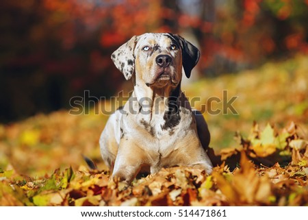 Shutterstock - PuzzlePix