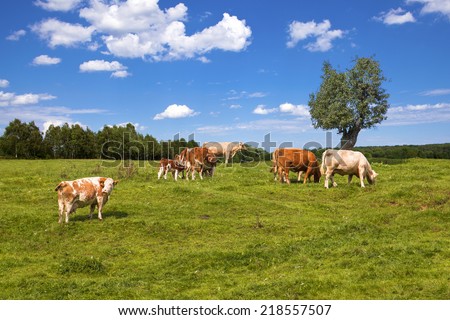 cows grazing on pasture under blue sky