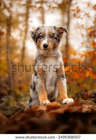 Image, Stock Photo Portrait of a dog and its owner sitting in front of a water, with pigeons next to them