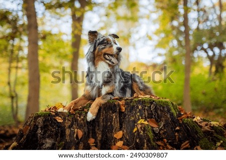 Similar – Image, Stock Photo Hike with dog in the high mountains