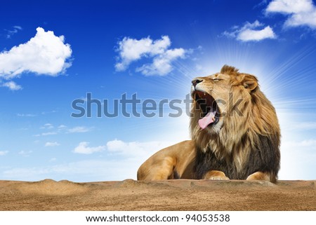 roaring lion under blue syk