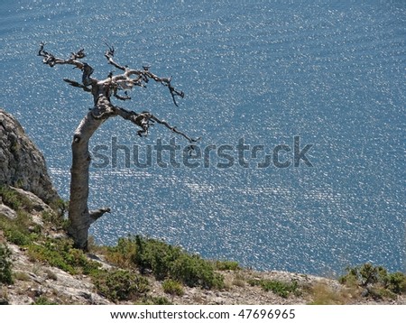 Single dry tree. Dry pine-tree in the cliff. See in the bird\'s-eve view.