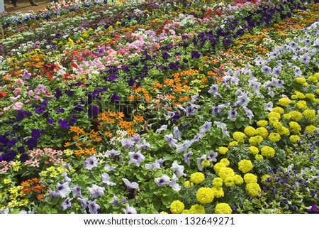 Colorful, captivating spread of flowers at Republic Day Flower Show in Lalbagh, Bangalore, India, Asia