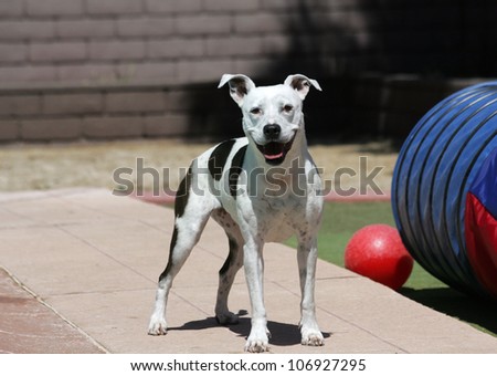 Happy Pitbull dog playing by the pool
