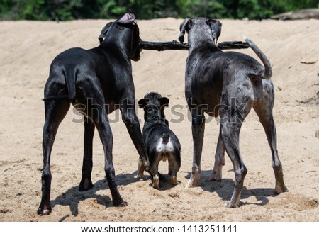 Similar – Image, Stock Photo two French bulldogs going downstairs on walk