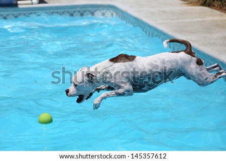 White dog diving into the water of the pool for her ball