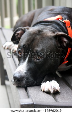 Close up of dog resting on a bench