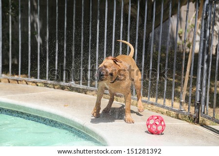 Dog shaking off water by the side of the pool