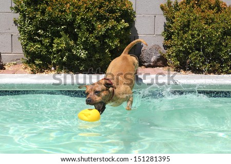 Dog dropping off from the side of the pool for his toy