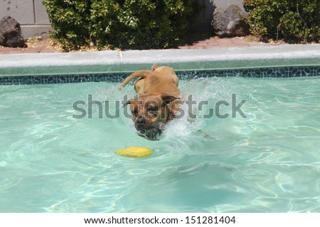 Dog jumping into the pool for a toy