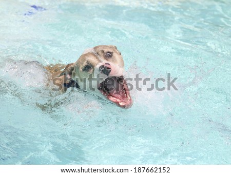 Pitbull swimming through the pool ready to grab a ball